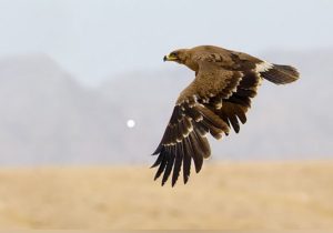 عقاب پرطلایی در خودروی قاچاقچی پرنده