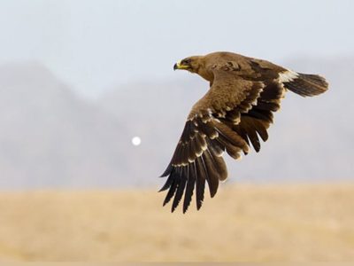 عقاب پرطلایی در خودروی قاچاقچی پرنده