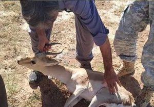 نجات آهوی گرفتار در چاه توسط محیط بانان پارک ملی موته