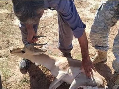 نجات آهوی گرفتار در چاه توسط محیط بانان پارک ملی موته