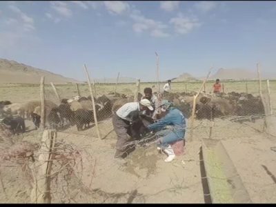 واکسیناسیون رایگان بیش از ۶۹ هزار راس دام سبک و سنگین علیه بیماری تب برفکی در شهرستان فریدن