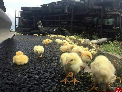 برخورد کامیونت حمل مرغ با موانع حاشیه بزرگراه