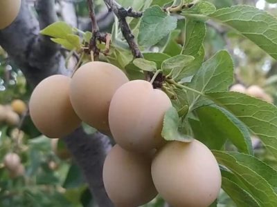 برداشت ۲۵ تن آلو از هر هکتار باغات آلوی شهرستان خوانسار