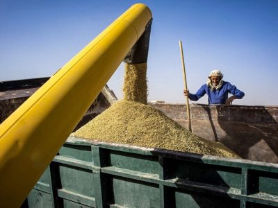 ثبت رکورد ۲۳۲ هزار تنی خرید گندم در اصفهان