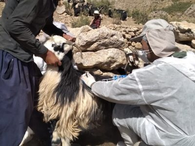 پوشش کامل واکسیناسیون دام سبک شهرستان لنجان علیه بیماری طاعون نشخوارکنندگان کوچک