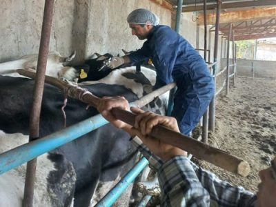 تست سل و بروسلوز ۲ هزار راس دام سنگین در شهرستان خمینی شهر