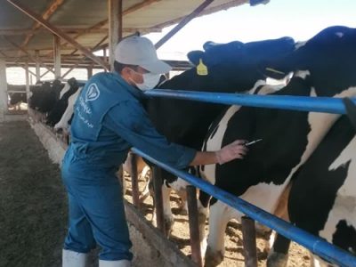 انجام عملیات تست توبرکولیناسیون در بیش از یک هزار و دویست راس گاو شیری در شهرستان لنجان