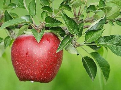 پیش بینی برداشت ۲۲۵ هزار تن سیب درختی پاییزه در استان اصفهان