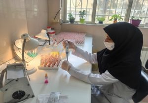 حذف ۱۵۱ راس گاو مبتلا به بروسلوز از دامداری های شهرستان اصفهان