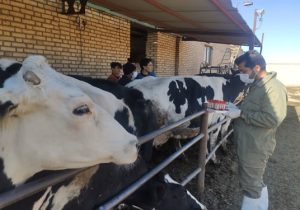 نمونه گیری سرمی بیماری بروسلوز از ۶ هزار رأس گاو در دامداری های شهرضا