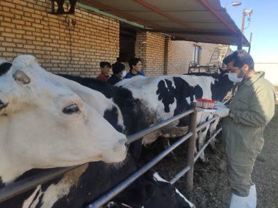 نمونه گیری سرمی بیماری بروسلوز از ۶ هزار رأس گاو در دامداری های شهرضا