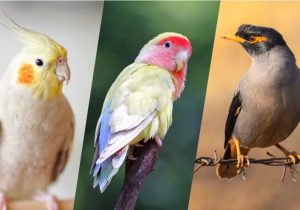 باید‌ها و نبایدها برای علاقه‌مندان به نگهداری پرندگان