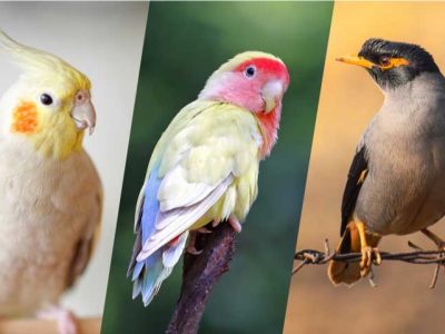 باید‌ها و نبایدها برای علاقه‌مندان به نگهداری پرندگان