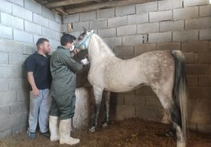 رصد و پایش بیماری مشمشه در بیش از ۳۰۰ راس اسب توسط شبکه دامپزشکی شهرستان شهرضا