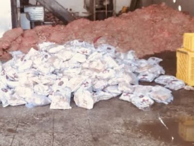 کشف، توقیف و معدوم سازی بیش از چهار هزار و ۲۰۰ کیلوگرم گوشت غیر قابل مصرف