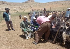 واکسیناسیون رایگان بیش از ۱۳۰ هزار راس دام سبک و سنگین علیه بیماری تب برفکی در شهرستان سمیرم