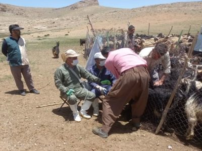 واکسیناسیون رایگان بیش از ۱۳۰ هزار راس دام سبک و سنگین علیه بیماری تب برفکی در شهرستان سمیرم