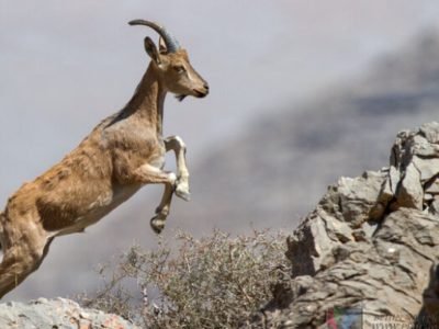 رشد ۱۰ درصدی وحوش شاخص «پناهگاه حیات وحش یخاب» آران و بیدگل