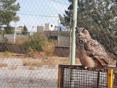 تحویل شاه بوف آسیب دیده به اداره حفاظت محیط زیست شهرستان اردستان