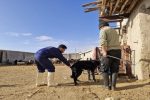 واکسیناسیون بیش از دو هزار قلاده سگ توسط شبکه دامپزشکی شهرستان سمیرم
