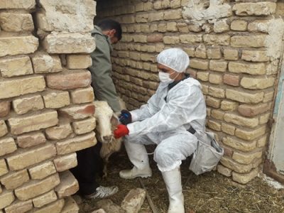 واکسیناسیون رایگان بیش از۹۷ هزار راس دام علیه بیماری تب برفکی