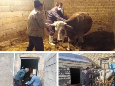 واکسیناسیون رایگان بیش از ۶۸ هزار راس دام علیه بیماری تب برفکی