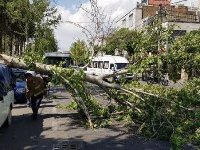 ۱۴۰ اصله درخت در اصفهان بر اثر وزش باد شکست