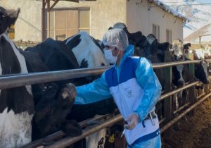 واکسیناسیون بیش از ۶۸ هزار رأس دام سبک و سنگین علیه بیماری تب برفکی