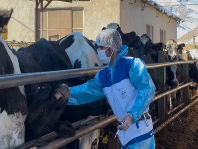 واکسیناسیون بیش از ۶۸ هزار رأس دام سبک و سنگین علیه بیماری تب برفکی