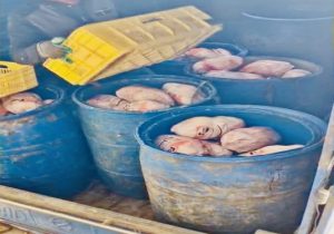 کشف، توقیف و معدوم سازی بیش از ۵۰۰ کیلوگرم مرغ غیر قابل مصرف