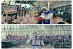 حذف حدود ۲۰۰ هزار کیلوگرم گوشت مرغ و بوقلمون غیر قابل مصرف