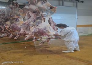 حذف بیش از ۱۸ تن لاشه دام سبک، سنگین و شترمرغ غیرقابل مصرف در شهرستان نجف آباد