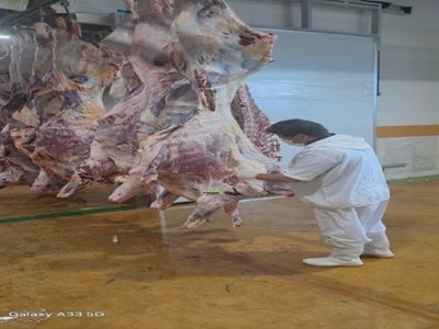 حذف بیش از ۱۸ تن لاشه دام سبک، سنگین و شترمرغ غیرقابل مصرف در شهرستان نجف آباد