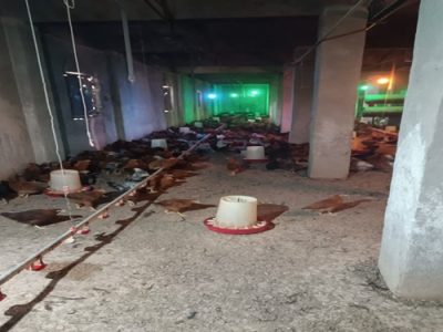 کشف و پلمب یک مرغداری غیر مجاز در شهرستان خمینی شهر