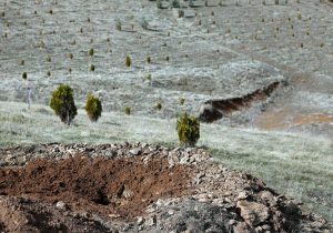 عملیات بذرکاری امسال در یک هزار هکتار از اراضی استان اصفهان انجام شد