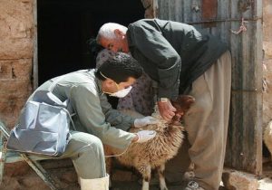 اجرا و نظارت بر انجام ۱۶/۵ میلیون نوبت سر واکسیناسیون دامی