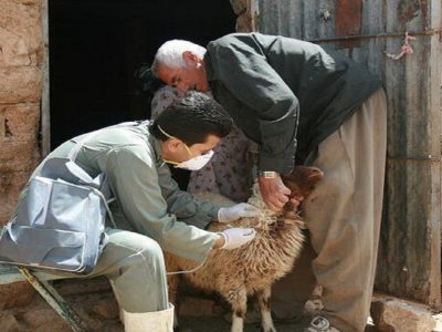 اجرا و نظارت بر انجام ۱۶/۵ میلیون نوبت سر واکسیناسیون دامی