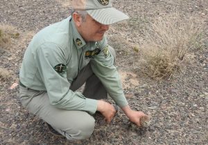 رها سازی یک مرغ حق در زیستگاه های آزاد شهرستان نایین