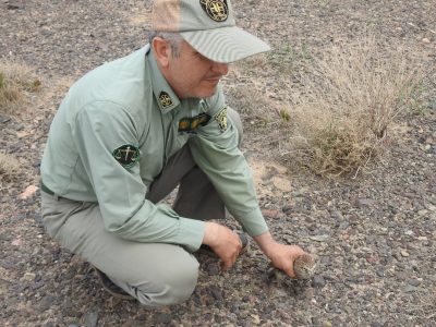 رها سازی یک مرغ حق در زیستگاه های آزاد شهرستان نایین