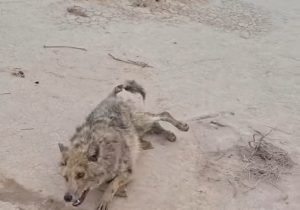 محیط بانان خور و بیابانک به دنبال عاملین مسمومیت سگ سانان در این شهرستان