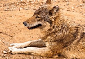 بیماری هاری مشاهده شده در سمیرم مربوط به یک قلاده حیوان است