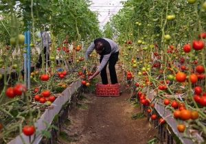 قابل پیشبینی نبودن قیمت فروش محصولات گلخانهای چالش فعالان این عرصه