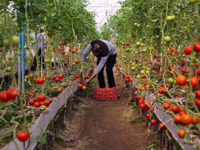 قابل پیشبینی نبودن قیمت فروش محصولات گلخانهای چالش فعالان این عرصه