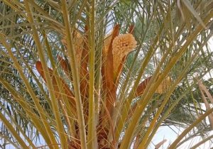 پیش‌بینی رشد ۳۰ درصدی باردهی در مرغوب‌ترین نخلستان‌ اصفهان