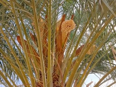 پیش‌بینی رشد ۳۰ درصدی باردهی در مرغوب‌ترین نخلستان‌ اصفهان