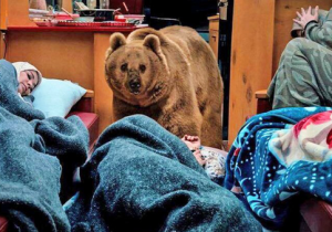 خرس پایتخت واقعی بود