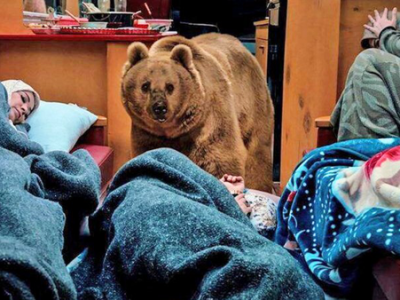 خرس پایتخت واقعی بود