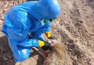 نمونه گیری از یک قلاده شغال مشکوک به هاری در شهرستان آران و بیدگل
