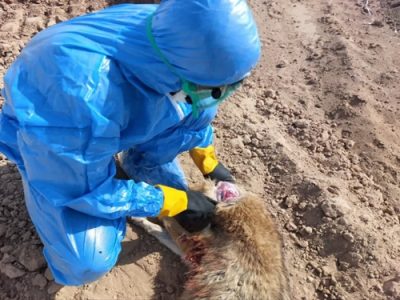 نمونه گیری از یک قلاده شغال مشکوک به هاری در شهرستان آران و بیدگل