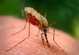 ۵۲ مورد ابتلا به مالاریا در اصفهان شناسایی شد